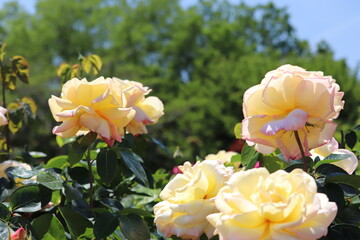 Rose garden