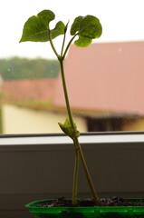 Bohnenkeimling in Pflanzschale