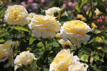 Rose garden