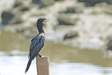 Little cormorant (Microcarbo niger) perching on dried bamboo at mudflat