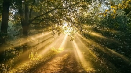 Obraz premium Golden hour in a misty forest with sun rays breaking through trees