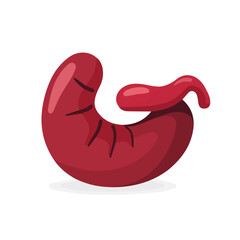 Simple flat 2D illustration of a stomach isolated on a white background, vector 2D design, icon, flat 2d