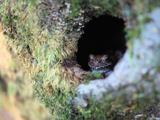 寒くなってきた10月の木のウロで休む茶色いアマガエル