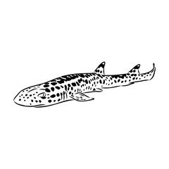 cat shark, vector sketch Vector illustration of a shark in the style