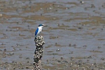 Collared kingfisher (Todiramphus chloris) perching on acorn barnacle at mudflat shoreline