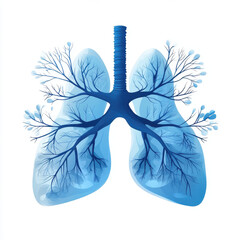 Illustration of the anatomy of the human lungs