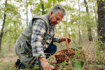 Senior man picking mushrooms in forest with wicker basket and knife