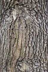 Close-Up Texture of Oak Bark – Natural Rustic Background for Design and Decor
