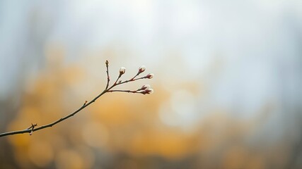 A delicate branch with delicate white buds reaching towards the warm, golden light of the setting sun