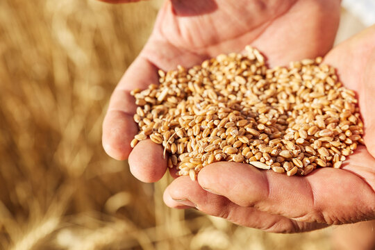 Close-up of farmer's hand full of wheat grains in field