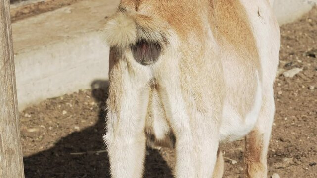 The butt of a goat that lifts its tail to poop. Hoofed animal goat. Bearded goats are feeding and grazing