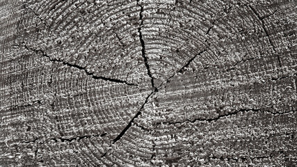 Fototapeta premium The photo shows a gray background in the form of a wooden log close-up