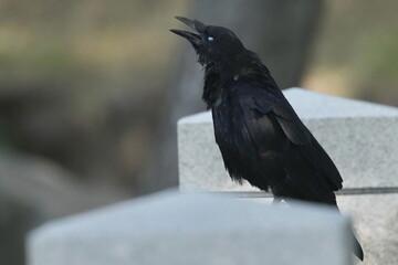 crow in a field