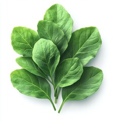 Obraz premium Fresh spinach leaves illustration on white 