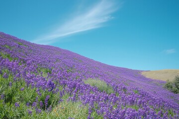 Naklejka premium Vibrant Lavender Fields Under a Clear Blue Sky