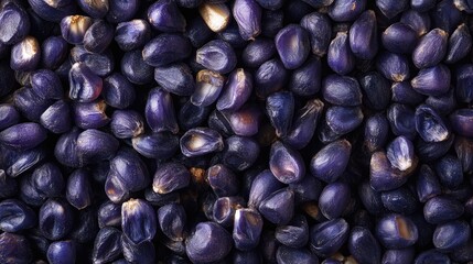 Vibrant Purple Corn in a Grain Silo