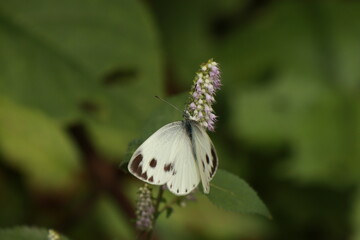 Obraz premium 꽃향유와 줄흰나비