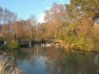 Pond in the Parc de la Tête d'Or - Lyon - France