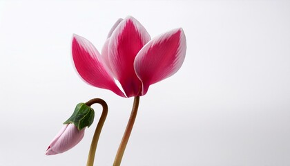 Naklejka premium シンプルなホワイト背景に、赤やピンクのシクラメンが1輪だけ置かれ、その色と形が冬の冷たさに温かみを加えるシンプルで優雅な構図。