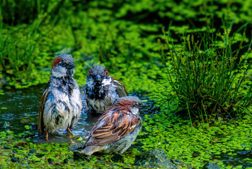 Sparrows swim in a pond in close-up.