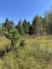Obraz premium Hochmoor im Westallgäu