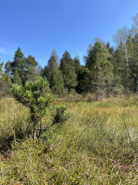 Hochmoor im Westallg&auml;u