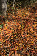 色とりどりの落ち葉　紅葉