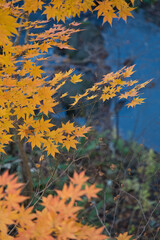 もみじの黄色と赤の間のオレンジ色