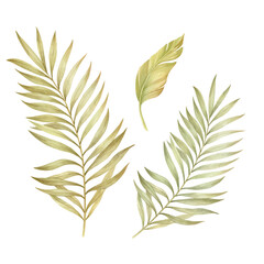 Palm leaves on a white background. Tropical plant leaves in botanical style watercolor illustration