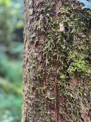 Baum Close up Nahaufnahme