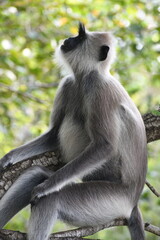 Northern Plains Grey Langar Monkey in Sri Lanka, Visit Sri Lanka. Grey Langur. Monkey Photography.