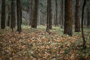 Blurred Forest Pathway. Autumn Leaves and Colors