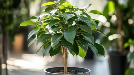 Lush green tree in a pot with robust branches and vibrant leaves symbolizing growth and prosperity from wise investments.