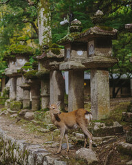 A deer strolling through Nara, Japan, symbolizing harmony with nature and the city’s spiritual charm.
