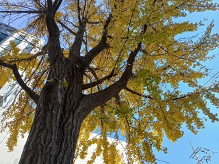 tree in autumn