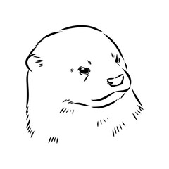Vector of Asian Otter, Aonyx cinerea or Oriental Small-clawed Otter on whiet background.