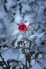 Red rose under the snow in winter