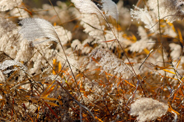 Golden reeds swaying in sunlight, with soft, fluffy plumes creating a warm, autumnal natural scene.