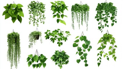 Hanging Plants Collection - Lush Green Foliage