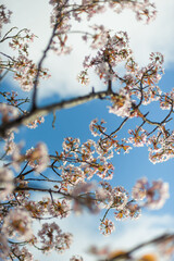 Cherry tree Blooming