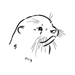 Vector of Asian Otter, Aonyx cinerea or Oriental Small-clawed Otter on whiet background.