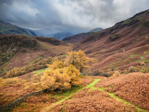 Trees in a valley