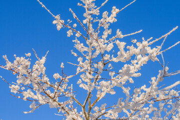 Snowcovered trees and branches
