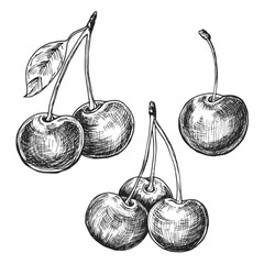 Cherry sketch ink graphic illustration, draft silhouette drawing, black on white line art. Botanical vintage etching food design.