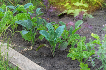 Cabbage seedlings are planted in village garden. Growing vegetables in  cottage garden. Gardening.