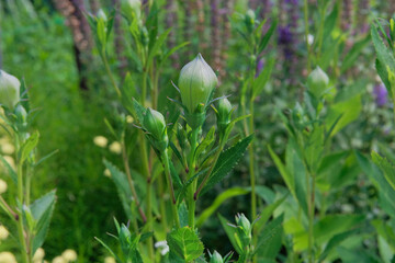 Platycodon grandiflorus is blooming. Romantic plants. Balloon flowers background. Cottage garden.