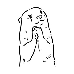 Vector of Asian Otter, Aonyx cinerea or Oriental Small-clawed Otter on whiet background.