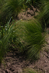 Nassella tenuissima barkwoth or Austrostipa tenuifolia. Garden decorative plant with long narrow green leaves