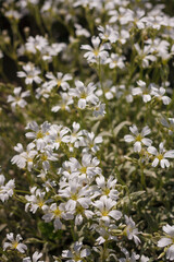 White phlox subulata, creeping plant with white flowers. Decorative summer flower for spring and...
