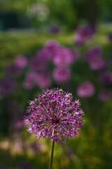 Allium giganteum, beautiful plant with purple flower head called ornamental omion. garden in bloom